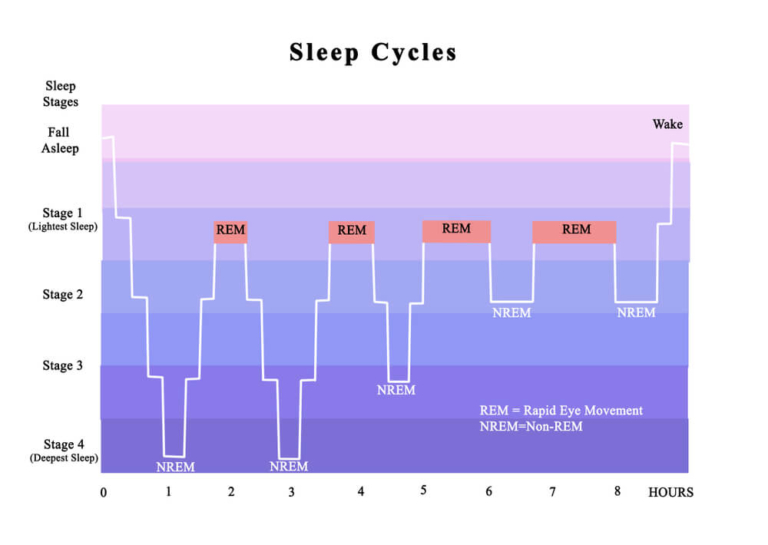 cycles du sommeil