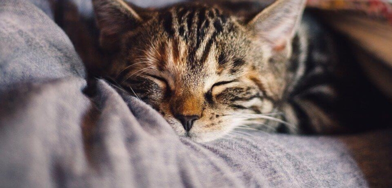 sommeil insomnie dormir | sophrologue Vincennes Pierre Cochat