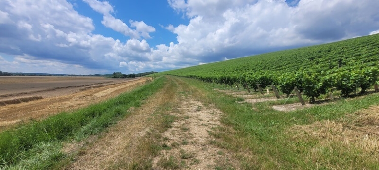 GR3 Champs et vignes - Monteaux | Performance et Coaching