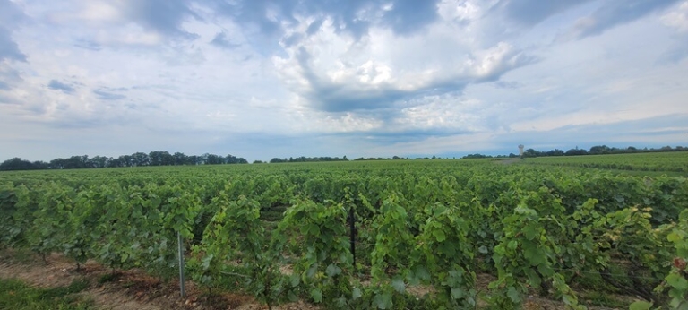 Randonnée GR3 entre Orléans et Tours. Vignes Vouvray | Performance et Coaching